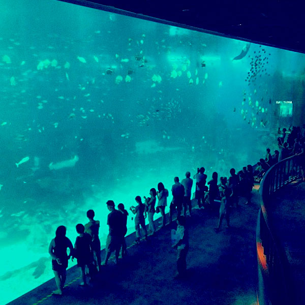 World's largest aquarium at S.E.A. Singapore