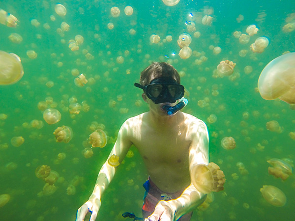 Bart swimming between thousands of jellyfish in Palau