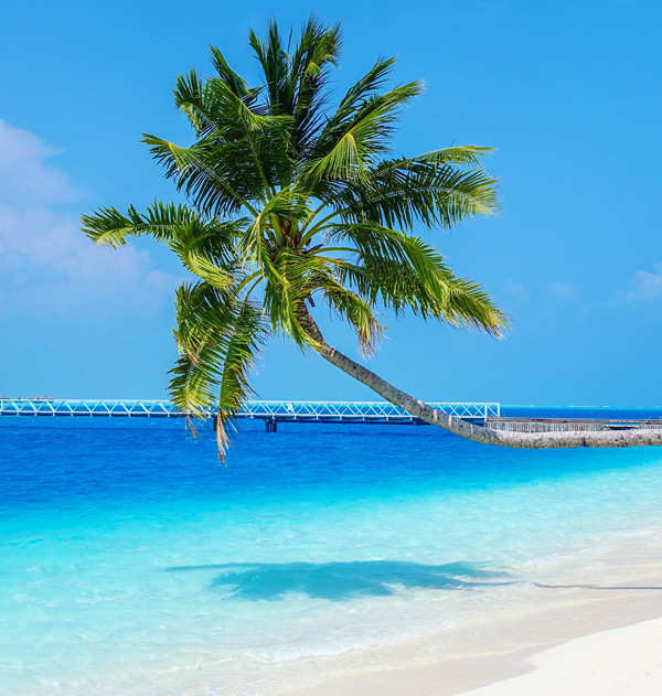 Palm tree at Conrad Maldives Rangali Island