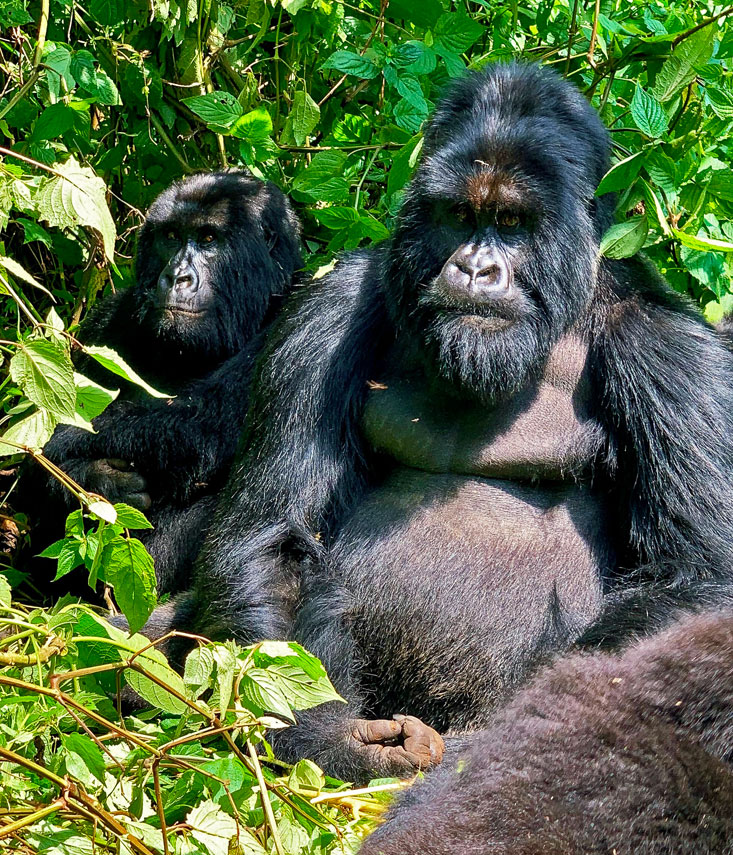 Silverback Gorilla Virunga National Park February 2020